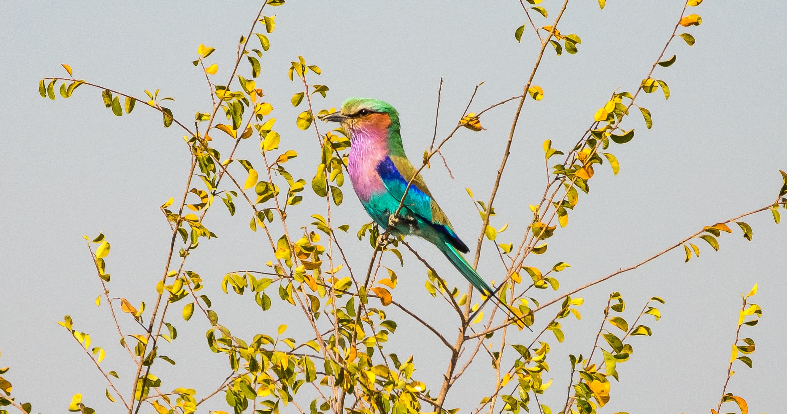 africa, botswana, lilac-breasted roller, safari