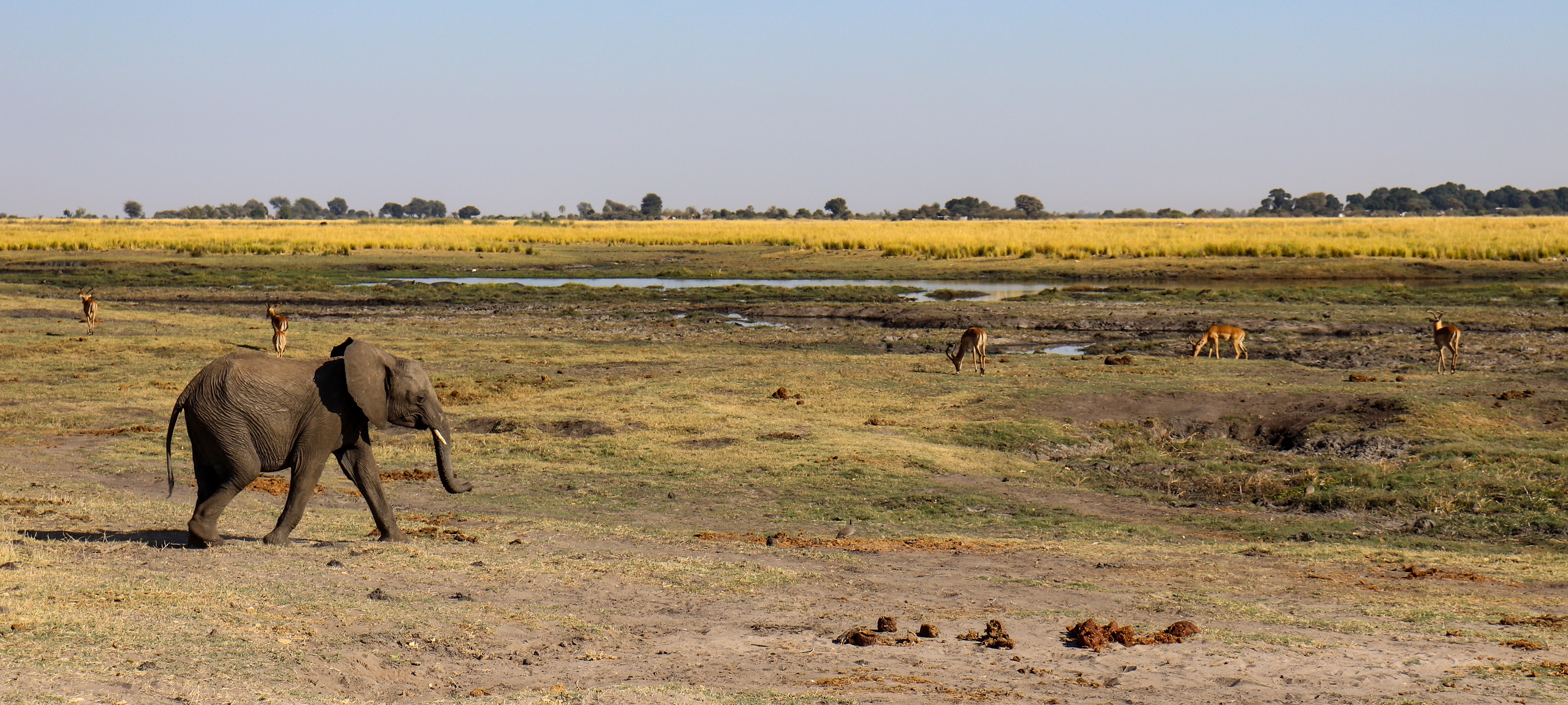 africa, chobe national park, safari