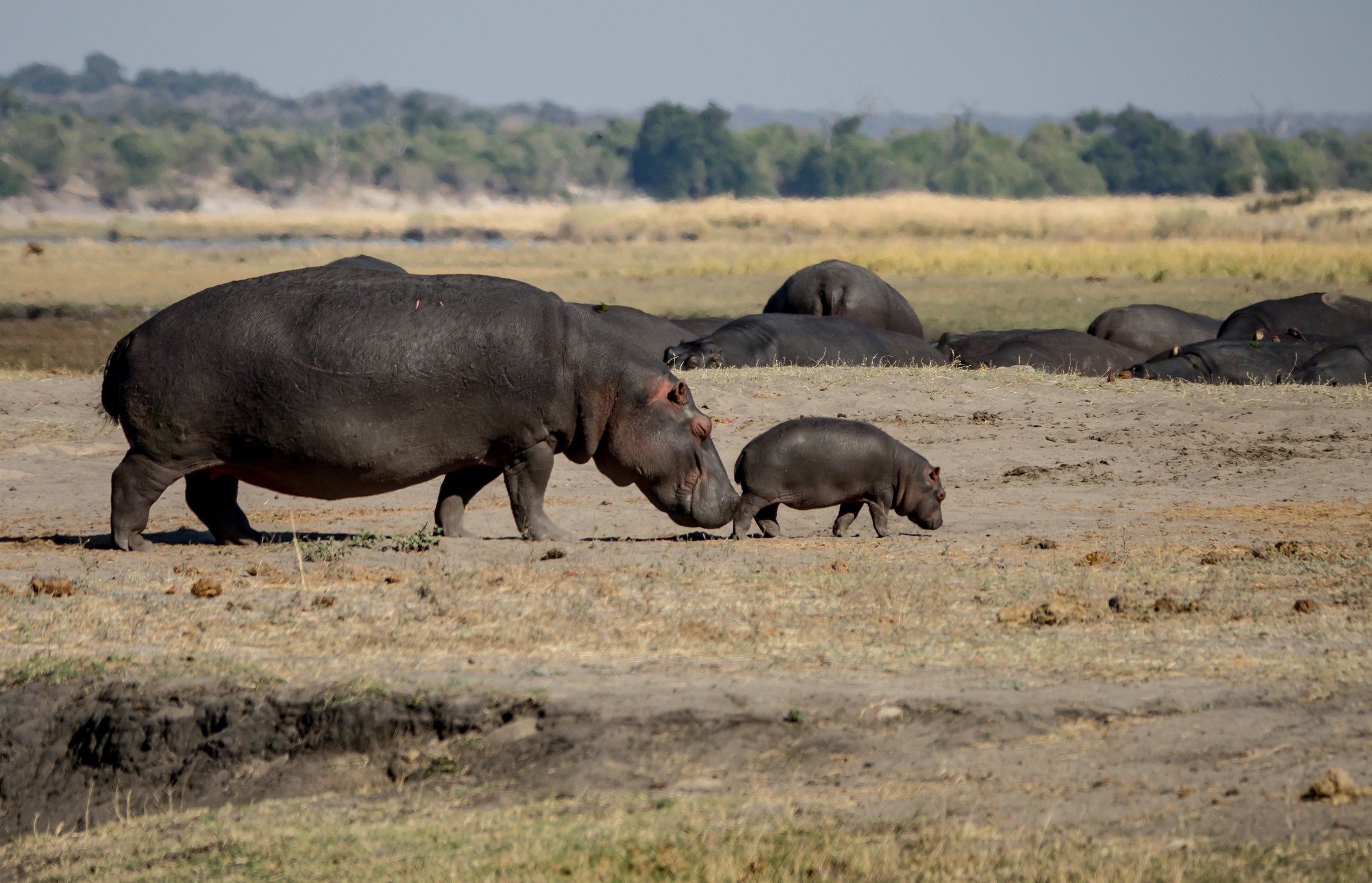 africa, chobe national park, safari