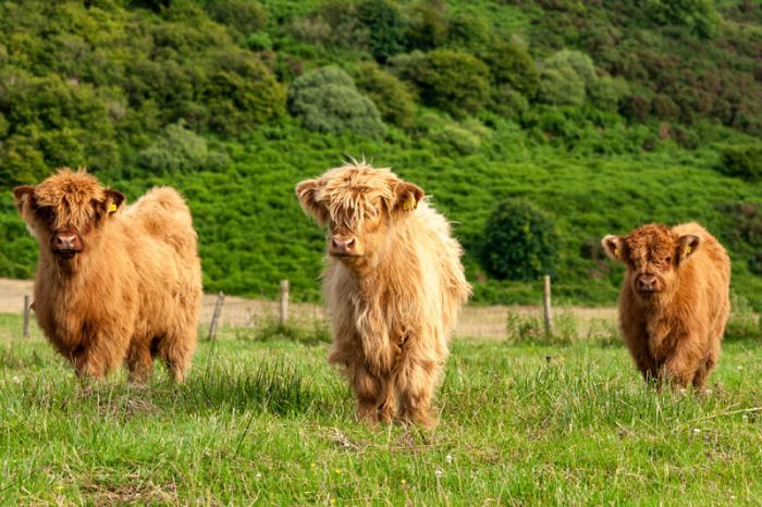 highland cows