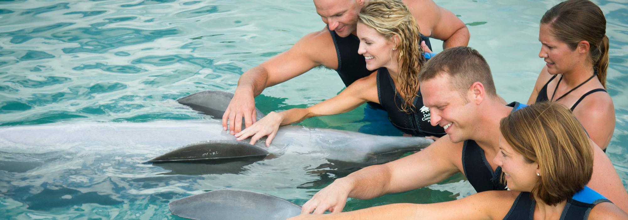 The Dolphin Connection at Hawks Cay Resort