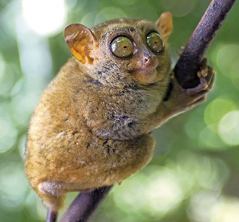 Tarsier Bohol