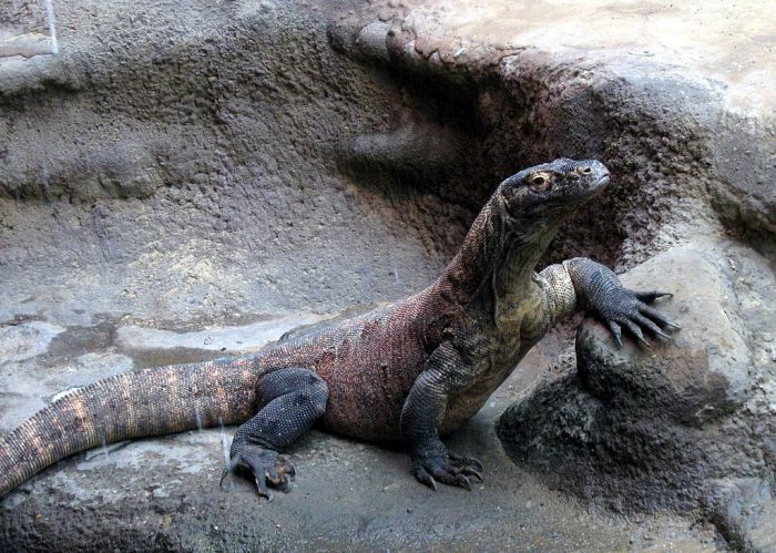 Komodo Dragon is one on the newly voted 7 Natural Wonders of th