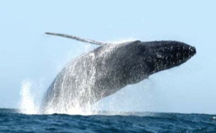 Cabo Whale Watching