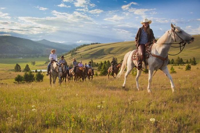 horses at sunset