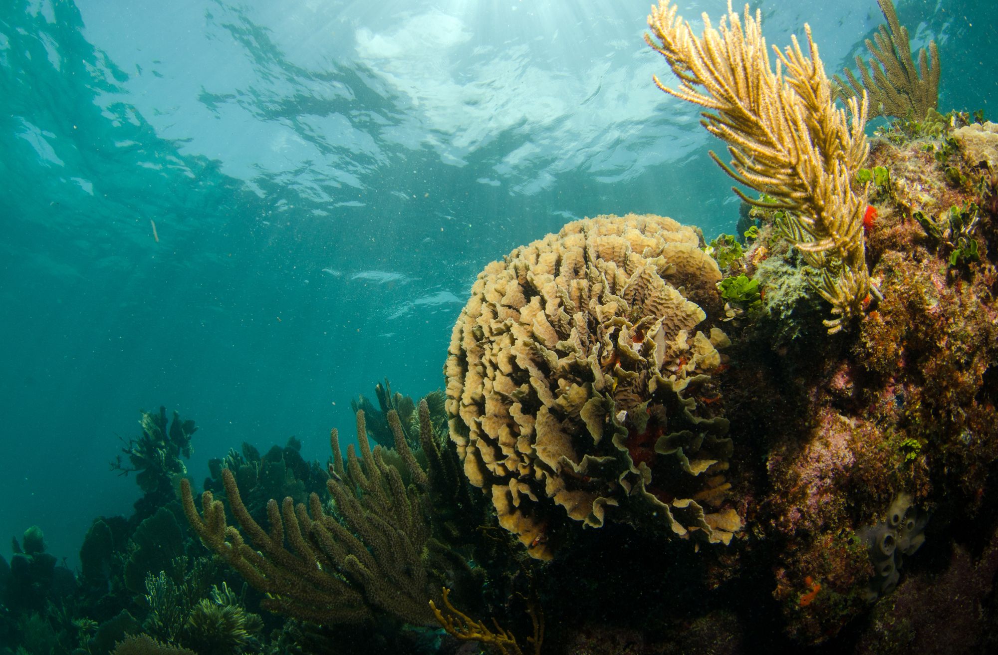 cayman island, coral reef, paul allen