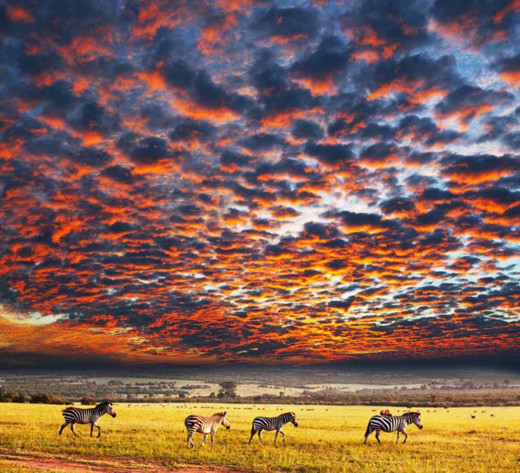 Zebra in Southern Africa