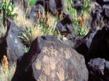 Petroglyph National Monument