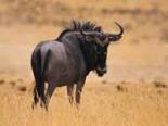 Shamwari Game Reserve