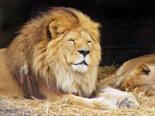 National Zoological Gardens of South Africa