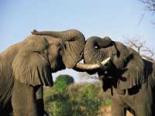 Addo Elephant Park