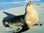 Kangaroo Island