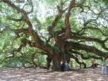 Angel Oak