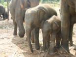 Pinnawela Elephant Orphanage