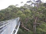 Valley of the Giants Tree Top Walk