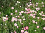 Wildflower Region