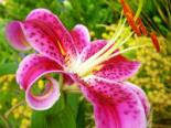 Ellerslie Flower Show