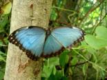 Butterfly World