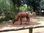 Colombo Zoological Gardens