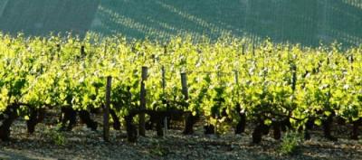 What Makes Chardonnay a Chablis?