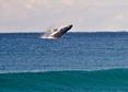 Cabo Escape Whale Watching Cruise