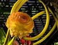 Philadelphia International Flower Show
