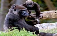 San Diego Zoo