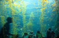 Birch Aquarium at Scripps