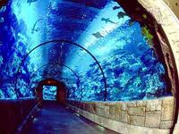Shark Reef Aquarium at Mandalay Bay