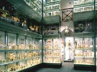 The Hunterian Musuem