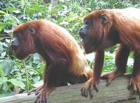 Monkey Jungle