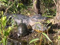 Everglades National Park