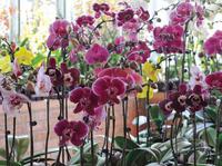Chicago Botanic Garden