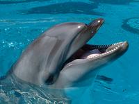 Cabo Dolphin Center