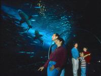 Aquarium of the Bay
