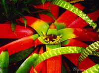 Conservatory of Flowers