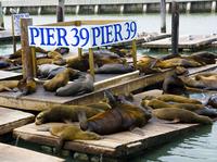 Pier 39