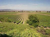 Sonoma & Napa Valley Wine Country By Jeep
