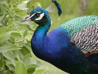 Franklin Park Zoo