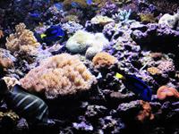 Atlantic City Aquarium