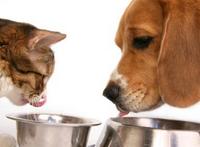 Atlantic City Pet Hotel