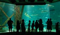 Audubon Aquarium of Americas