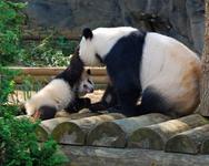 Zoo Atlanta