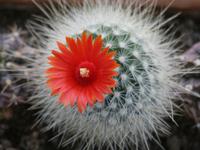 Desert Botanical Garden