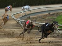 Phoenix Greyhound Park