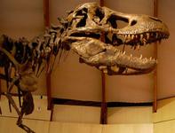 Schiele Museum of Natural History
