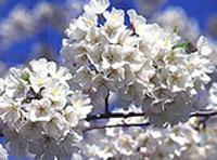 Cherry Blossom Festival
