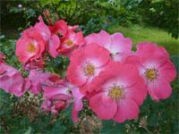 Arnold Arboretum