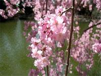 Brooklyn Botanic Garden