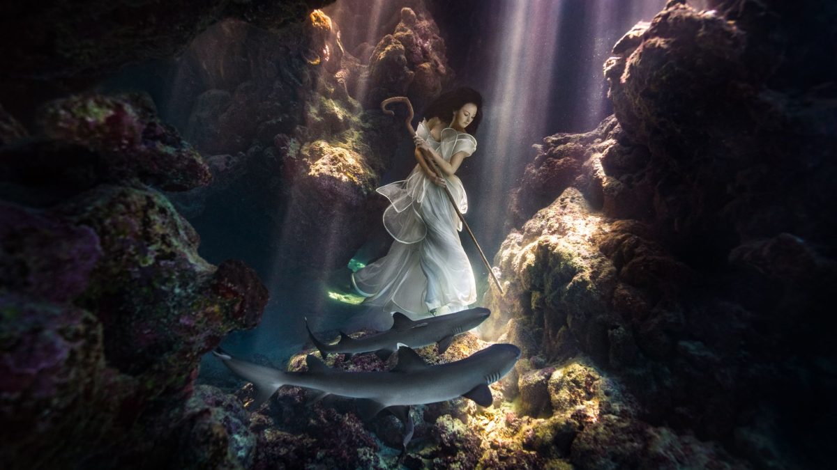 vonwong1962457ea